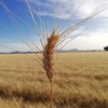 Telegram арнасының логотипі durum_wheat — Durum Wheat Market News