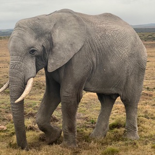 Логотип телеграм канала @dva_rukzaka — Два рюкзака и корзиночка. Путешествия