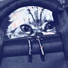 Логотип телеграм канала @dvatridnya — Мемов на 2-3 дня