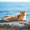 Логотип телеграм канала @dvutri — Дальневосточные утры