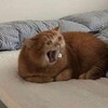 Логотип телеграм канала @e3xsw2zaq1 — E-99