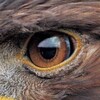 Логотип телеграм канала @eagle_gaze — Орлиный Глаз