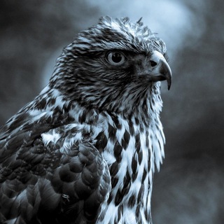 Логотип телеграм канала @eagletrade_p1m — 🦅 EagleTrade | P1M