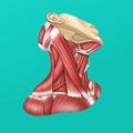 Logo saluran telegram easyanatomyapp — Easy Anatomy - мобильное приложение по анатомии