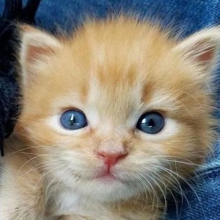 Логотип телеграм канала @easykittycat — котики лёгкого поведения