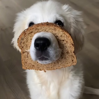 Логотип телеграм канала @eat_its_ok — кушай, никого не слушай