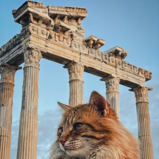 Логотип телеграм канала @eblkotovfilosof — ебальники котов и античные философы