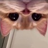 Логотип телеграм канала @ebn_kot — КОТЯ