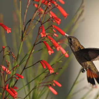 Logotipo do canal de telegrama ebotanica - Escola de Botânica