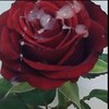 Логотип телеграм канала @ebypotbam — Скучаю Прошу Бога Прошу Гогу