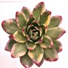 Логотип телеграм канала @echeworld_succulents — Мир Эхеверий / Echeworld Succulents🌱