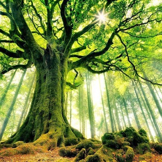 لوگوی کانال تلگرام ecolinguistics — Ecolinguistics