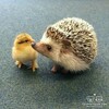 Лагатып тэлеграм-канала ecologybarakat — ˗ˏ 𝐸𝑐𝑜𝑙𝑜𝑔𝑦 ˎ˗