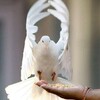 Логотип телеграм канала @efirchat — 🕊 ЭФИР 🕊