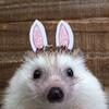 Логотип телеграм канала @egikilo — Ёжик каждому🦔