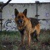 Логотип телеграм канала @egnshepherdner — фашистская колония