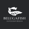 Логотип телеграм канала @egor_belugafish — Белугафиш