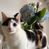 Логотип телеграм канала @egorvetstories — Ветеринарные истории