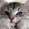 Логотип телеграм канала @ehrerheh — Купитьоли альфазапросы пвпска от мяуehrerheh