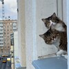 Логотип телеграм канала @ei_i_inik — кощки эщница Варвара-заточка и Майорка Картощка