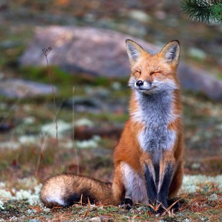Логотип телеграм канала @ekaterina_foxnose — fox nose