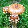 Логотип телеграм канала @ekomuhomor — ЭКОМУХОМОР 🍄♻️🏞 ekomuhomor 🍄 Для заказа или консультации: Отвечу на сообщение:  38 068 611 48 63