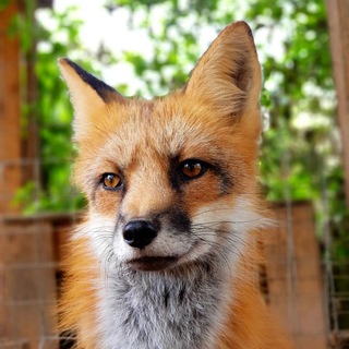 Логотип телеграм канала @el_couguar_fox — EL COUGUAR FOX