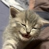 Логотип телеграм канала @el_psi_kongru — Котёнкина ерунда