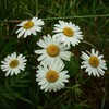 Telegram channel 🌼Ромашка🌼 logo
