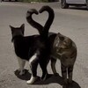 Логотип телеграм канала @elegramschweppes366 — сюсю мусю! 💋