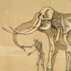 Логотип телеграм канала @elephantgraveyard — Кладбище слонов
