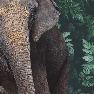 Логотип телеграм канала @elephantshowrussia — 🍃 Парк слонов🍃🐘