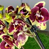 Логотип телеграм канала @elfloreorchids — Elflore. Орхидеи Крым|Россия