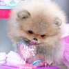 Логотип телеграм канала @elixluxlena — Питомник пом шпицев / Pomeranian