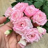 Telegram channel Садоводство с Еленой🌿🍅🌸🍓 logo