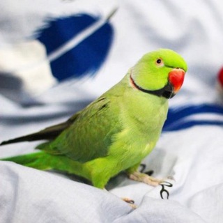 Логотип телеграм канала @elvira_richard — Попугай Ричи (Ричард) 🦜