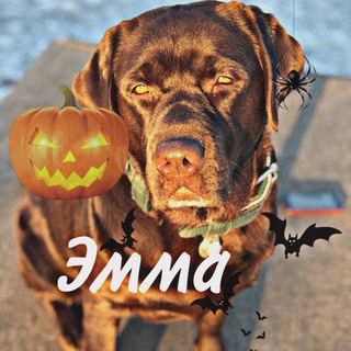 Логотип телеграм канала @emmalifee — 🎃Жизнь Эммы🎃