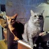 Telegram channel En & cats | Английский с кошками logo