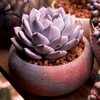 Логотип телеграм канала @endeva_succulents — Endeva Succulents 🪴