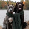 Логотип телеграм канала @endy_skaly — 🐾 Мир Енди и Скали 🐾