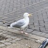 Логотип телеграм канала @engbangg — Подслушано в UK🇬🇧 🇰🇬