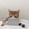 Логотип телеграм канала @englishcats — инглиш и котики