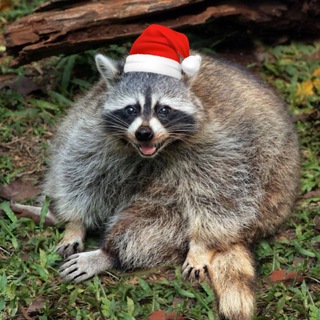 Telegram channel енот 🦝 logo