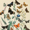 Логотип телеграм канала @entomariy — Энтома́рий