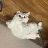 Логотип телеграм канала @entznak — А может...это знак?