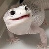 Логотип телеграм канала @envii_ry — 🐋 E N V II R I 🦈