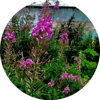 Логотип телеграм канала @epilobium — Кипрей