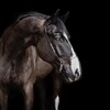 Логотип телеграм канала @equesthorseteam — equest_ramenskoe