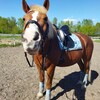 Logo of telegram channel equestrianlife444 — 🎐𝑬𝒒𝒖.𝒉𝒊𝒔𝒕𝒐𝒓𝒚🎐