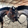 Логотип телеграм канала @equigrey — Equi Grey Blog - конная жизнь